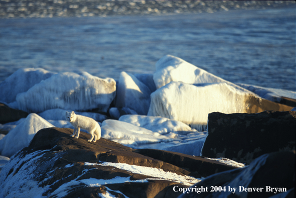 Arctic fox in habitat.