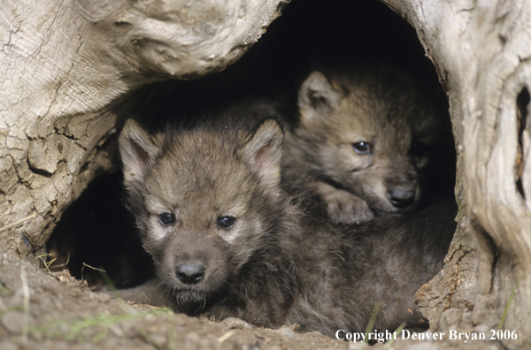 Gray wolf pups in den.