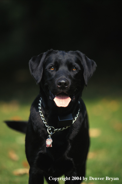 Black Labrador Retriever