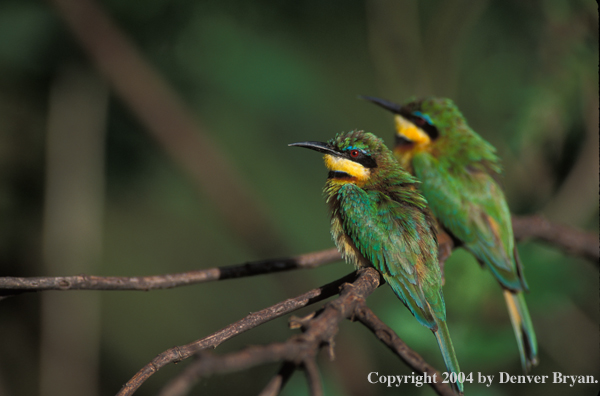 Pair of little bee-eaters perched in tree. Kenya, Africa.