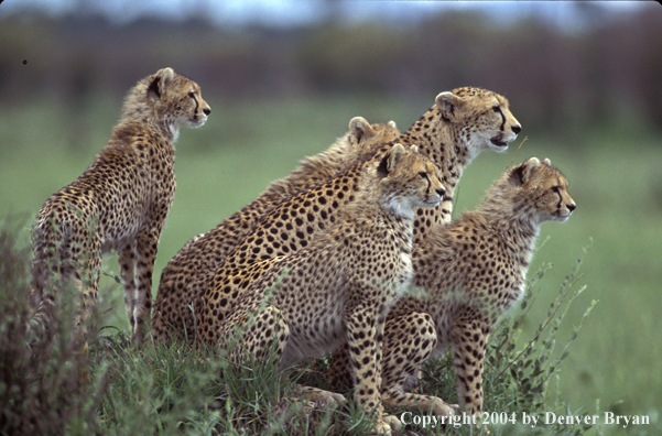 Cheetah with young.  Kenya, Africa.