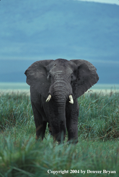 African elephant in habitat.