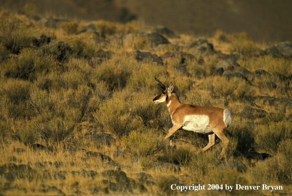 Pronghorn antelope in habitat