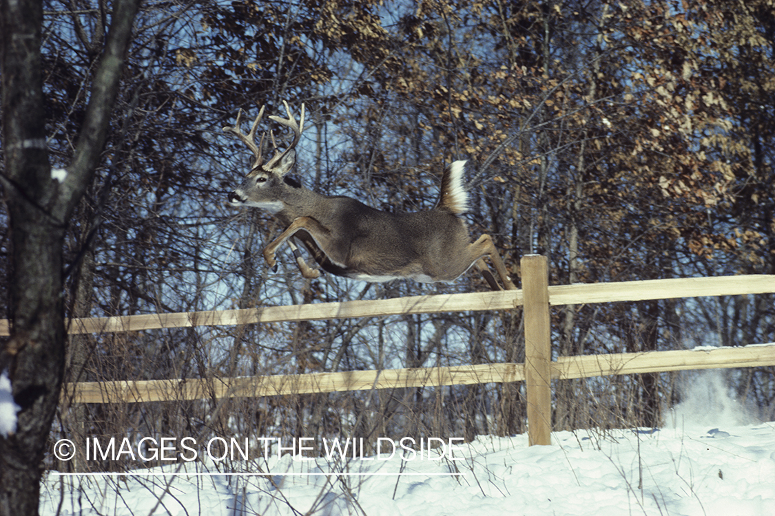 White-tailed deer jumping fence.