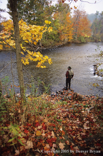 Flyfisherman on autumn colored stream.