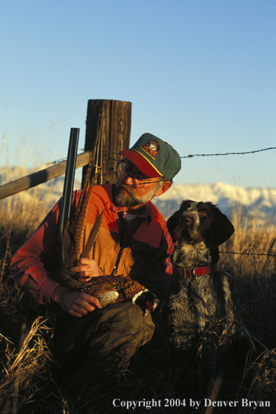 Upland bird hunter with German Wirehair Pointer and pheasants.