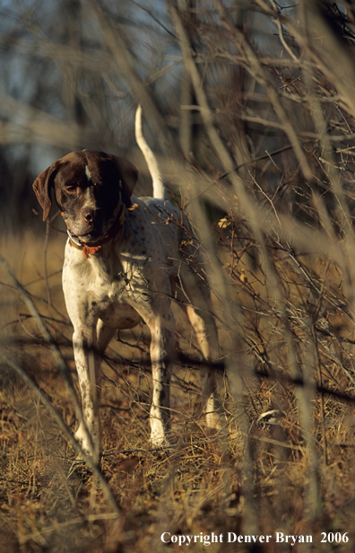 English Pointer watching quail.