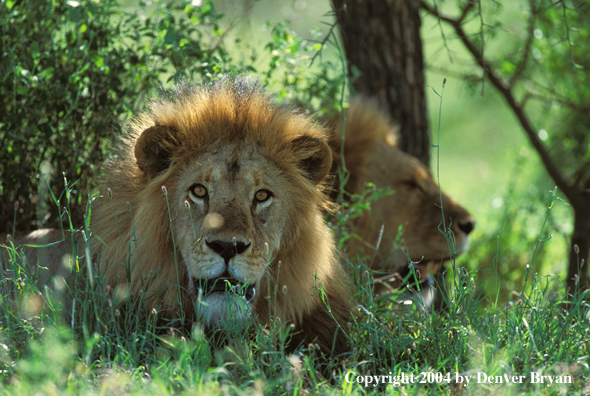 Male African lions in habitat.  Africa