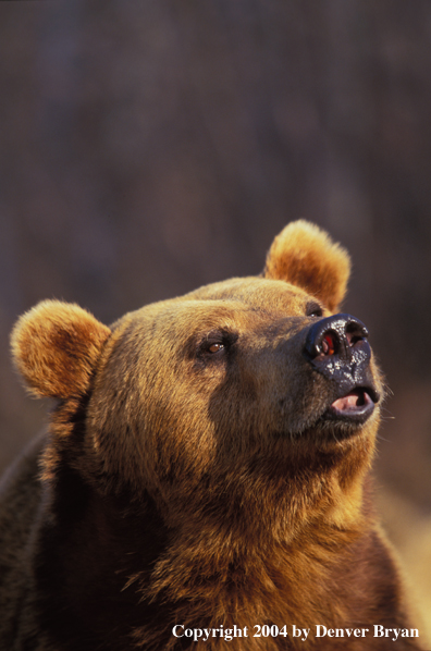 Grizzly Bear (portrait)