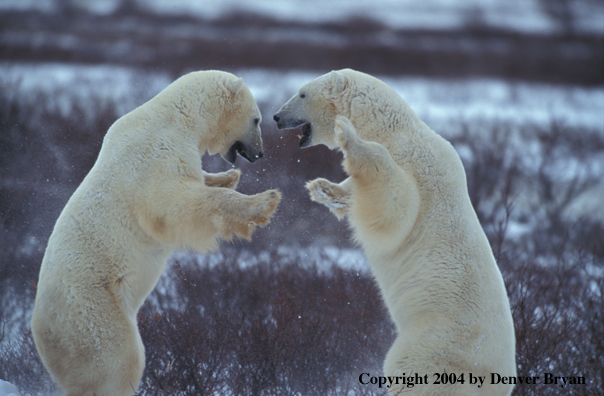 Polar Bears play fighting