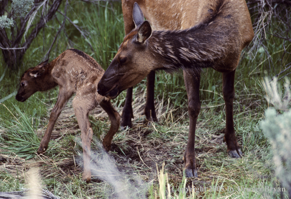 Cow cleaning newborn calf.