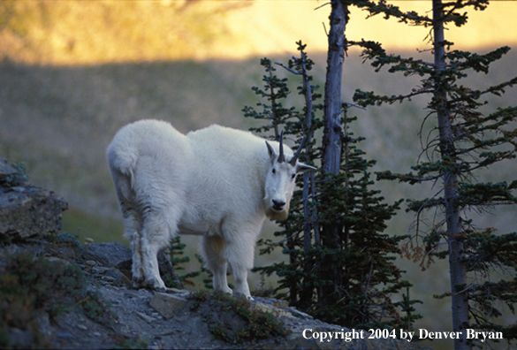 Mountain goat in habitat (male).