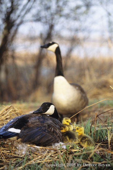 Pair of Canada geese on nest with newly hatched goslings.