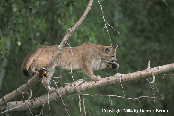 Mountain lion cub in habitat