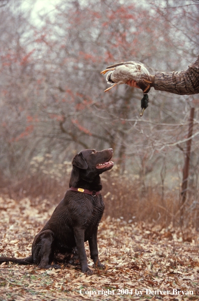 Chocolate Labrador Retriever with hunter and mallard