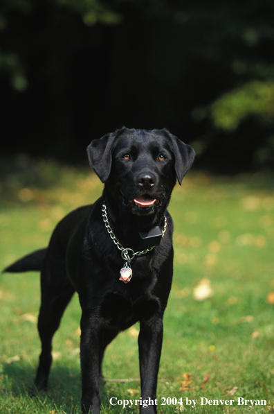 Black Labrador Retriever