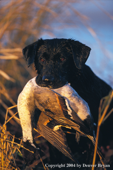 Black Labrador Retriever with pintail