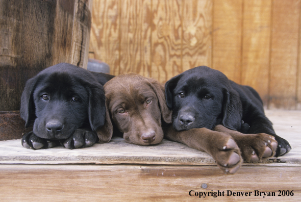 Multi-colored labrador puppies lounging.