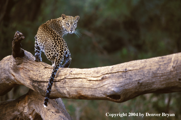 Leopard in tree. Africa