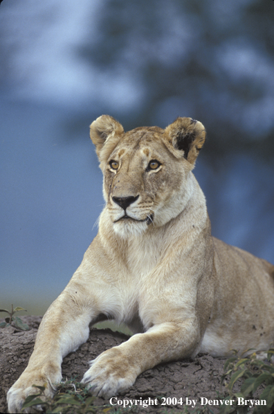 Female African lion in habitat.  Africa