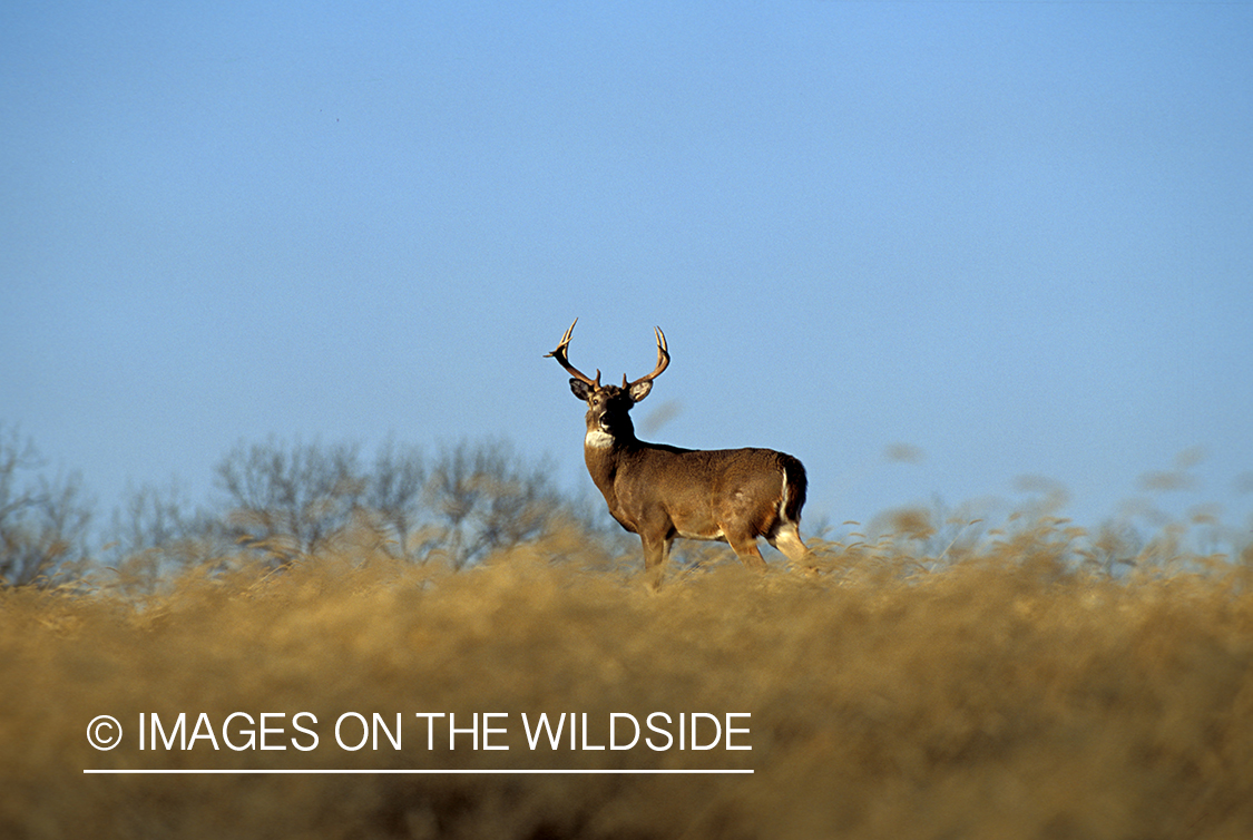 Whitetail deer in habitat.