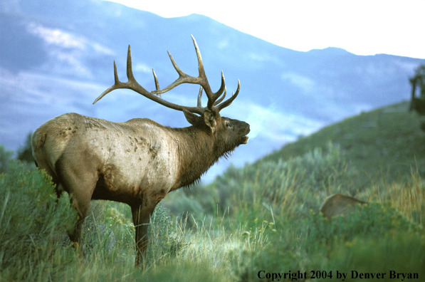 Bull elk bugling.