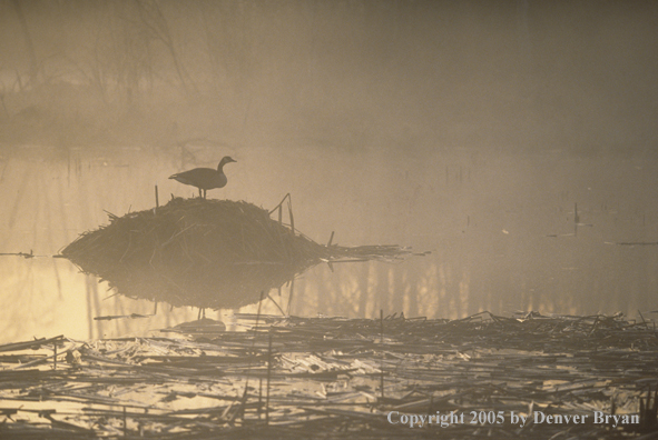 Canada goose on muskrat lodge in marsh.