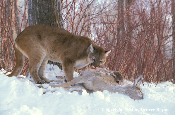 Mountain lion with kill.