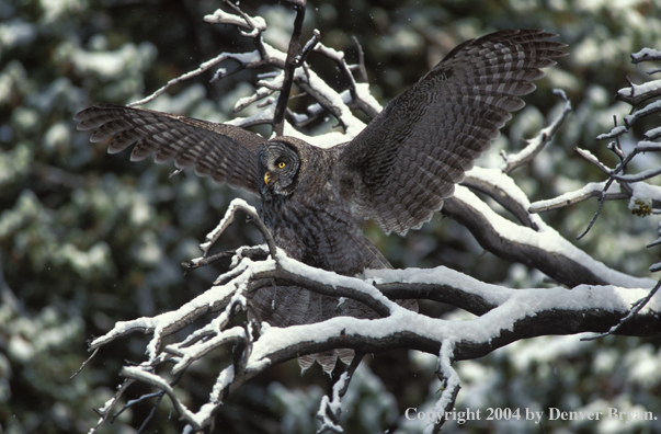 Great grey owl.