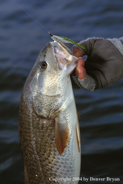 Redfish.