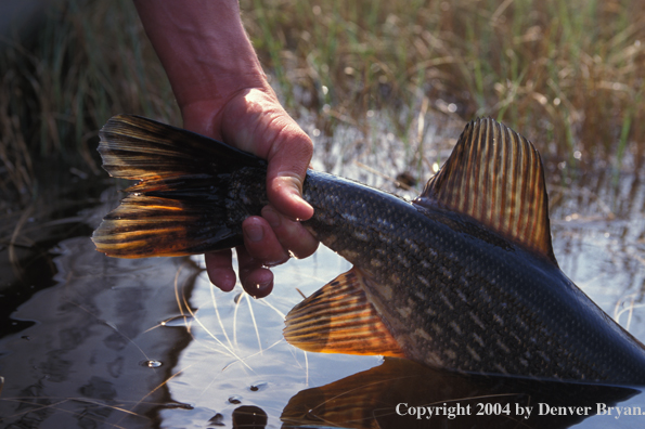 Flyfisherman with Northern Pike