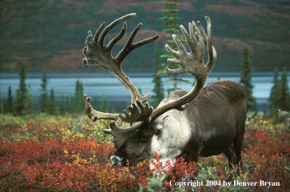 Caribou bull grazing.