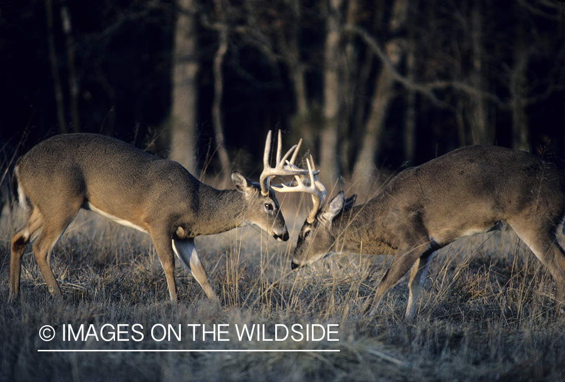 White-tailed deer bucks sparring in meadow.