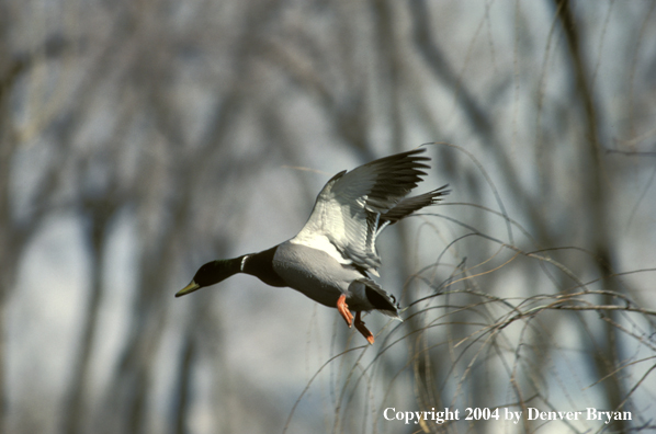 Mallard drake in flight