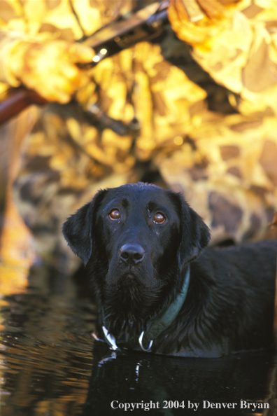 Black Labrador Retriever water with hunter.