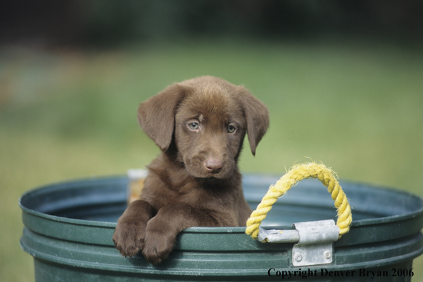 Chocolate labrador puppy in bucket.