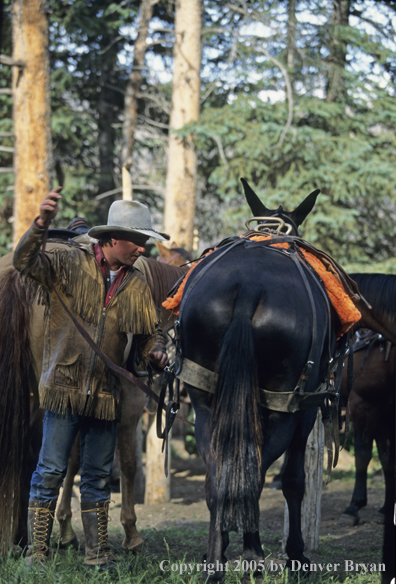 Cowboy saddling up horse.