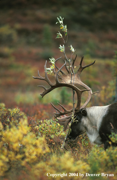 Caribou bull grazing.