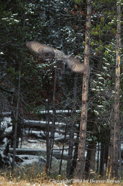 Great grey owl.