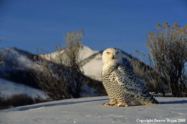 Snowy Owl in habitat