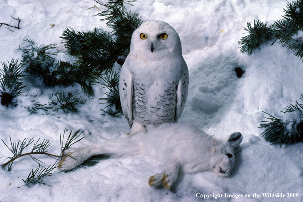 Snowy Owl on snowshoe hare kill