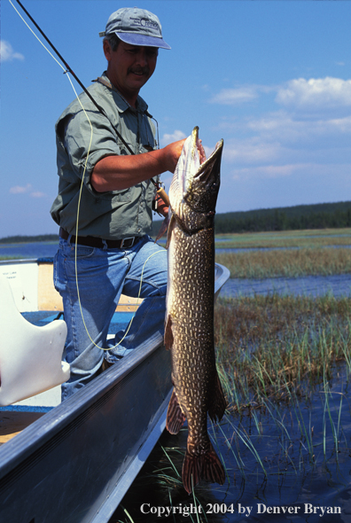 Fisherman with Northern Pike