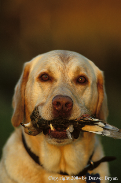 Yellow Labrador Retriever with mourning dove.