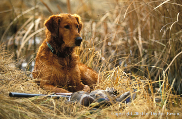 Golden Retriever with bagged waterfowl.  