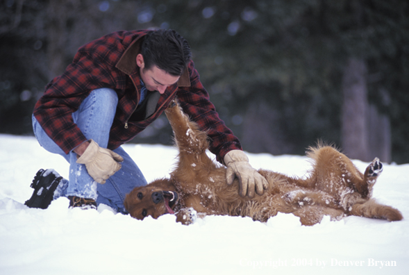 Man playing with golden Retriever