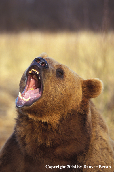 Grizzly Bear roaring (portrait)