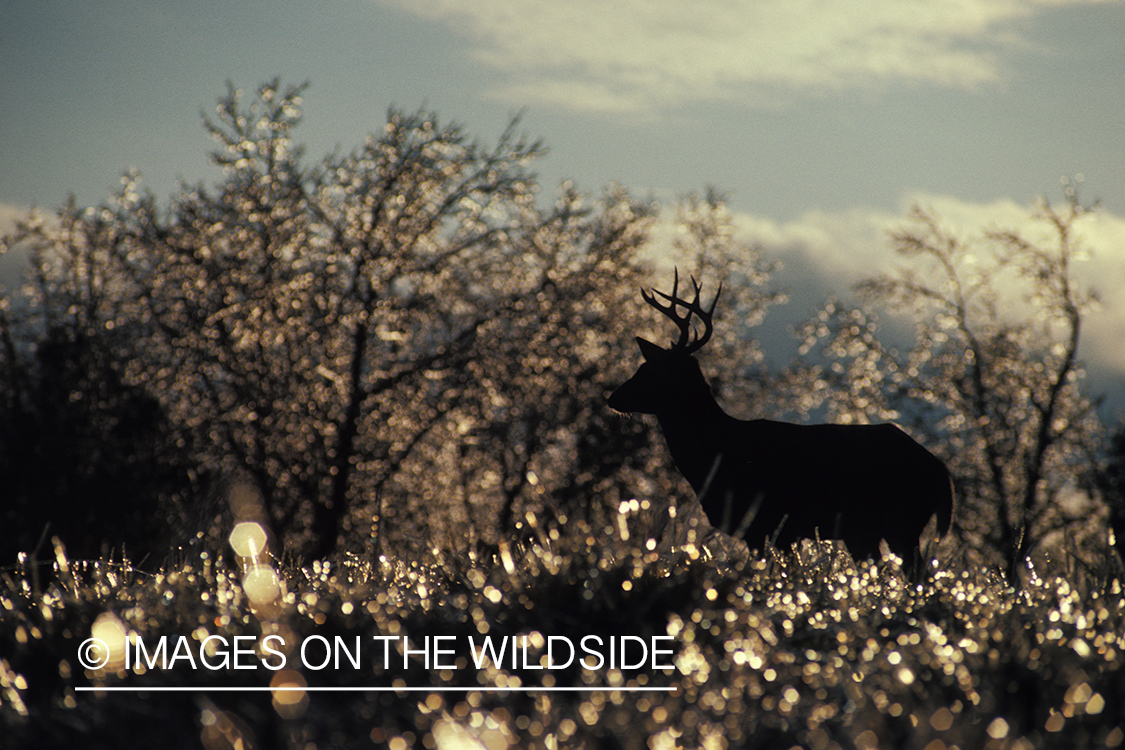 Whitetailed deer in habitat.