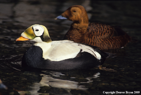 Spectacled Eider Drake and Hen