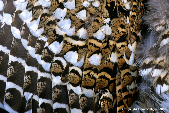 Sharp-tailed grouse close-up feathers