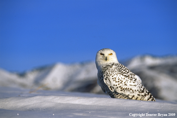 Snowy Owl in habitat